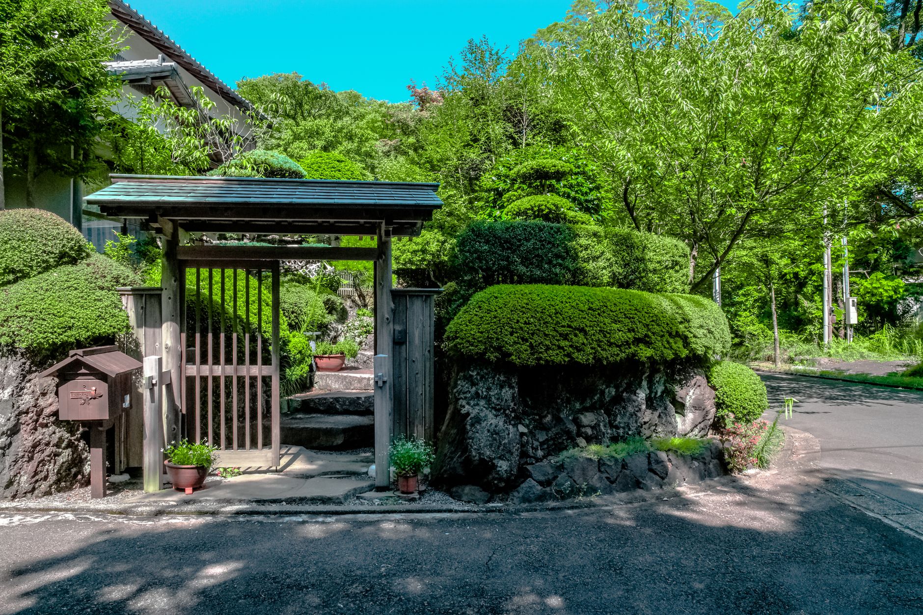 Japanese Knotweed in UK Gardens: Your Legal Obligations and the True Cost of Removal