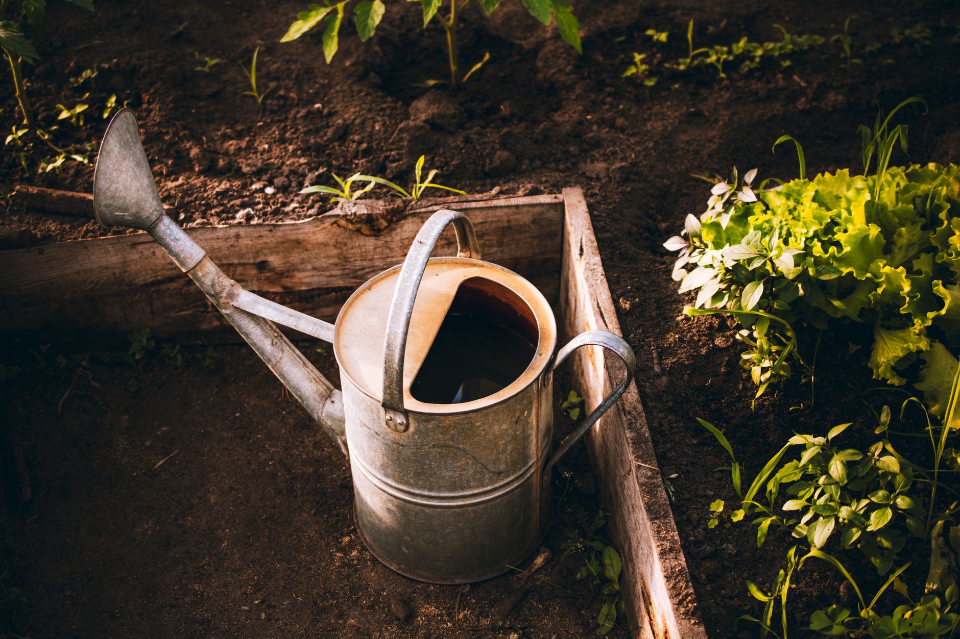 Raised Beds vs Ground Planting: Which Grows Better Vegetables in a British Climate?