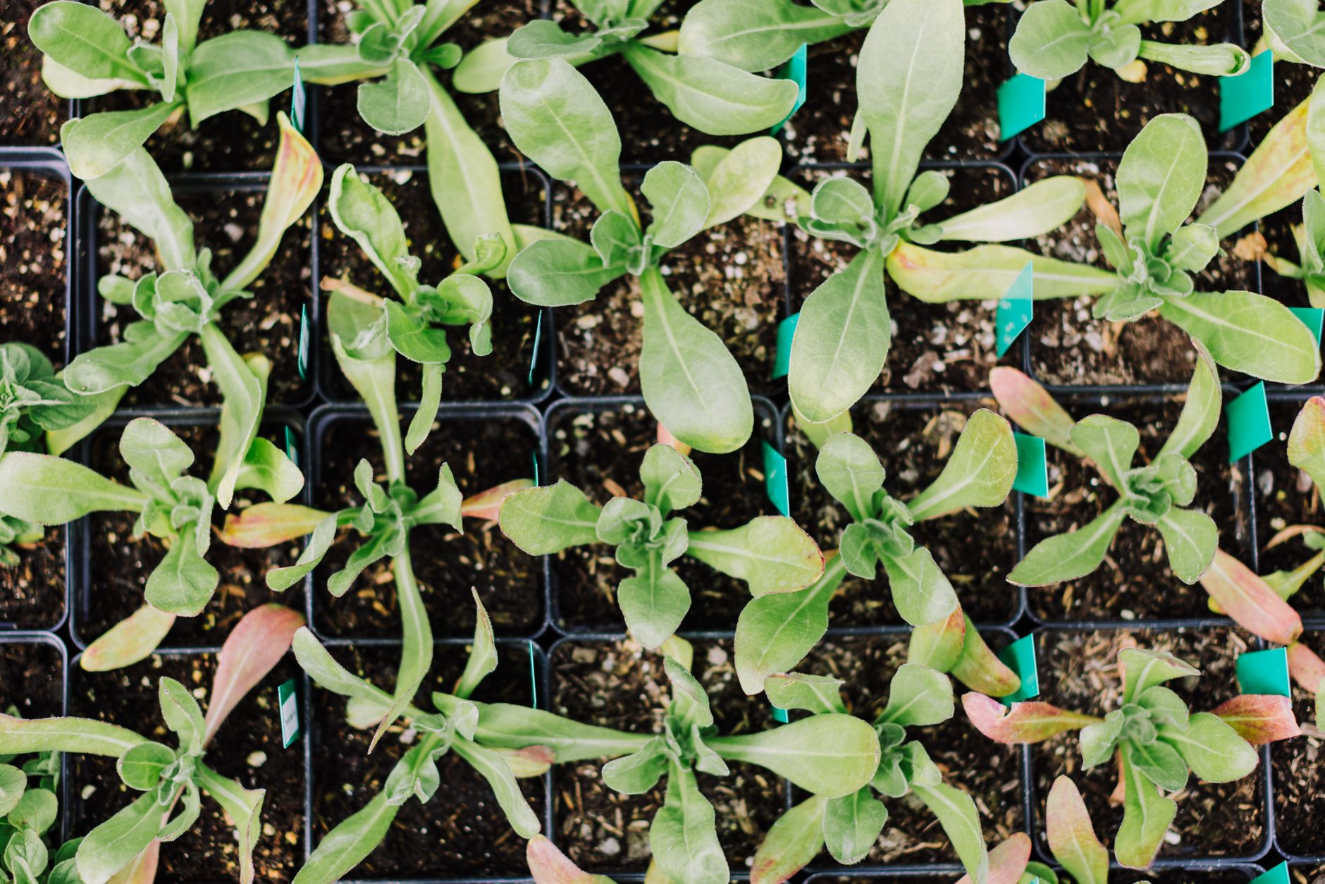 Interior seedling trays inside a greenhouse, showing growing space when buying a greenhouse UK 2026