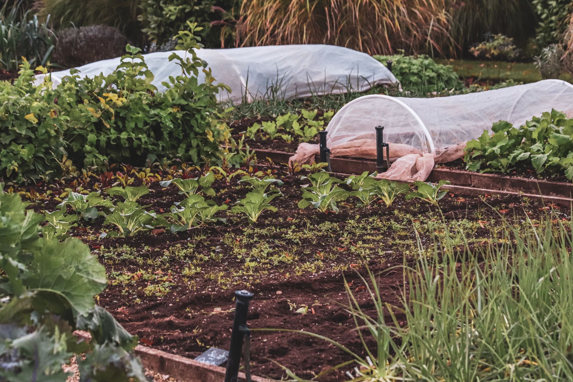 Raised Bed Vegetable Gardening in Britain: The Honest Cost Breakdown Before You Start Digging