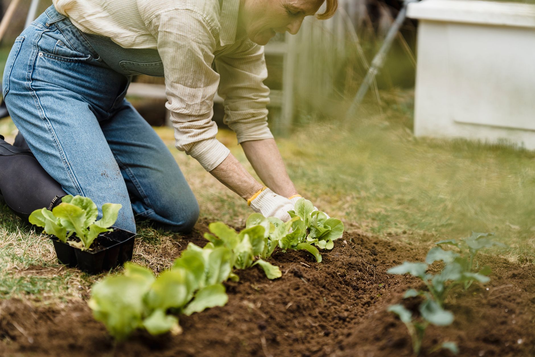 Raised Bed Gardening in Britain: The Practical Truth About Cost, Soil, and What Actually Grows
